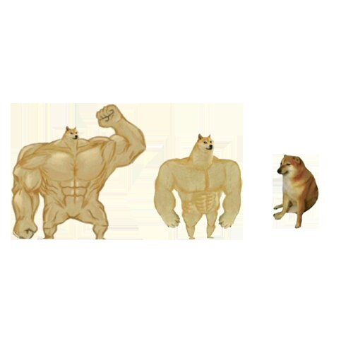 근육 시바견 헬스 강아지