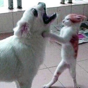 멱살 화난 고양이 강아지 필살기 닥쳐