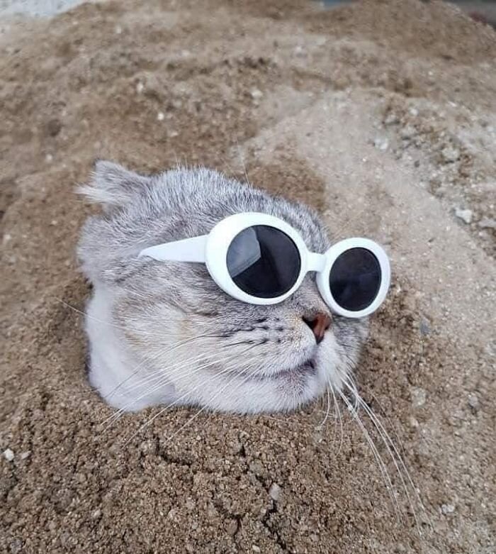고양이 냥이 귀여운 냥펀치 냥아치 동물