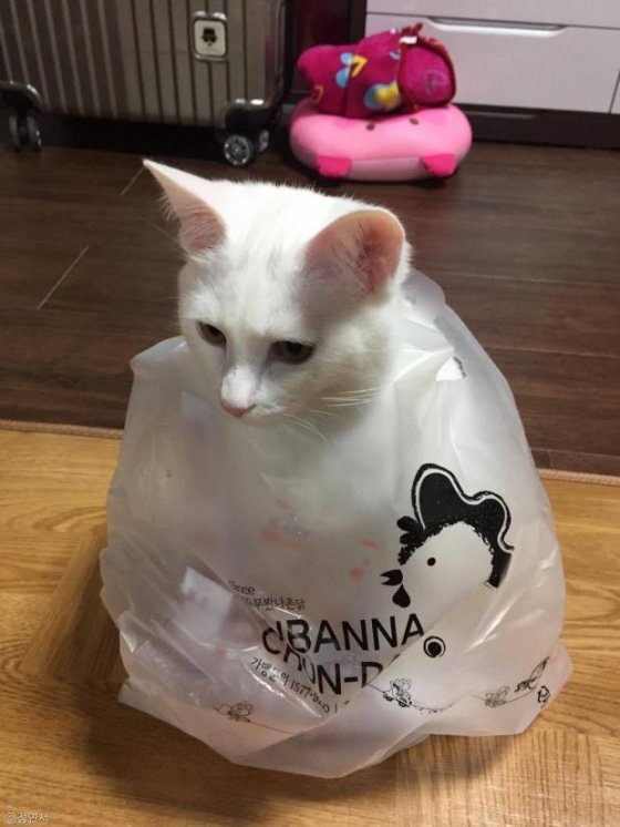 고양이 냥이 귀여운 냥펀치 냥아치 동물