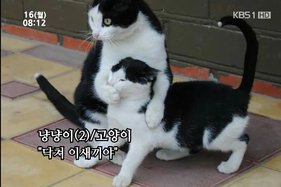 조용히 닥쳐 고양이 쉿