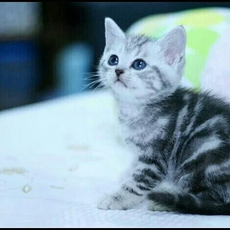 뭘보냥 아기 고양이 귀여운 냥이 똘망똘망 쳐다보는 힐링 동물짤 뭐보냥
