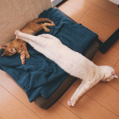 고양이 냥이 귀여운 냥펀치 냥아치 동물