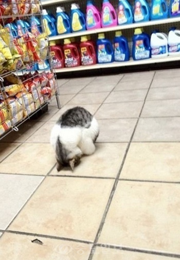 새해 새해짤 고양이 냥이 새해인사