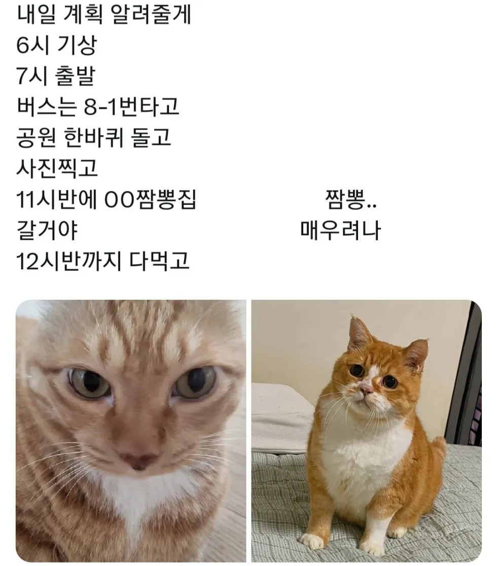MBTI J와P 여행 고양이 계획 차이 온도차 짬뽕 멍때림 공감