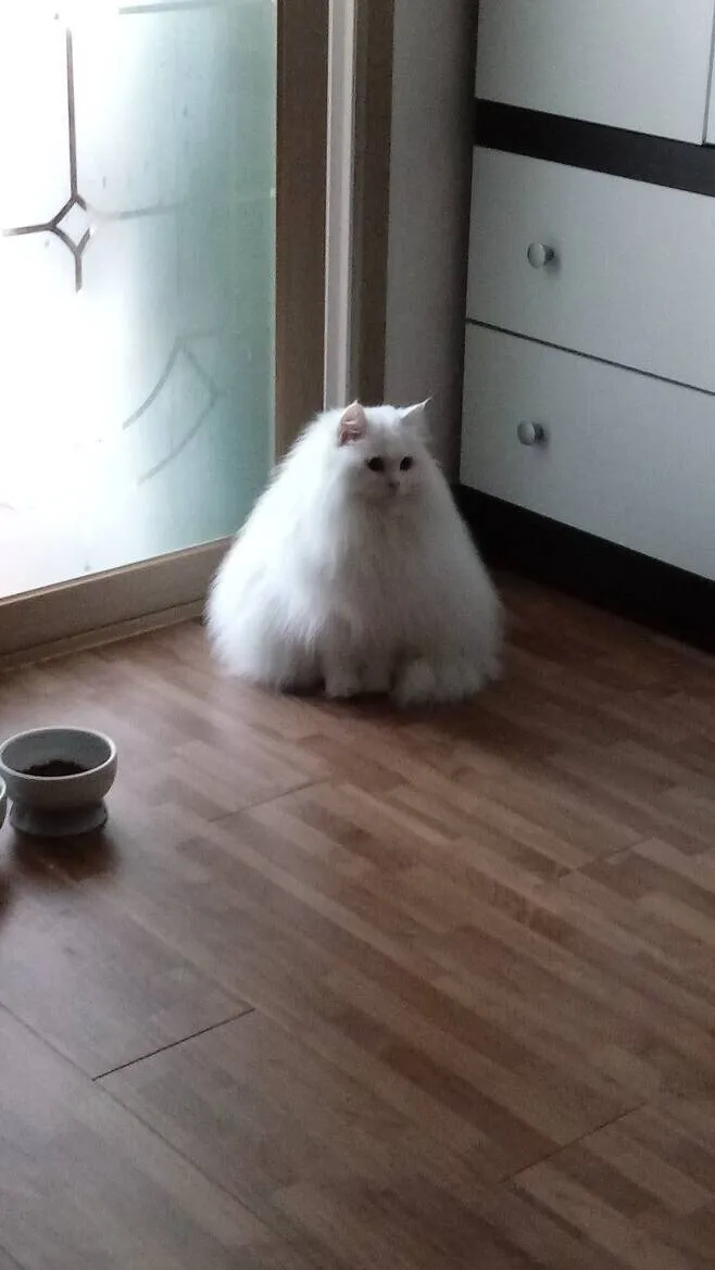 삼각김밥 고양이 흰색 털뿜뿜 삼각형 한라산 귀여운 웃긴짤 덩어리