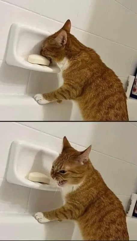냥짤