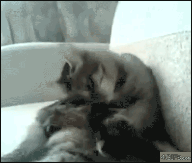 고양이 냥이 귀여운 냥펀치 냥아치 동물