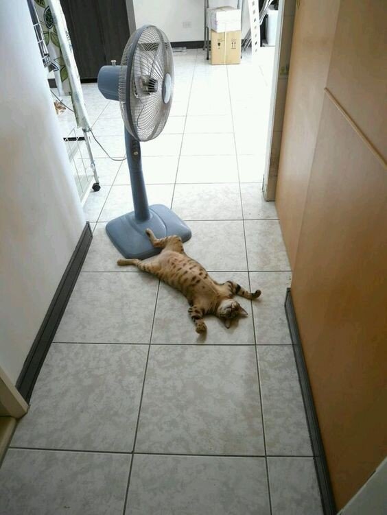 고양이 냥이 귀여운 냥펀치 냥아치 동물