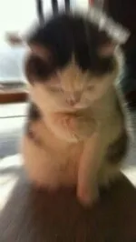 고양이심쿵 고양이 심쿵