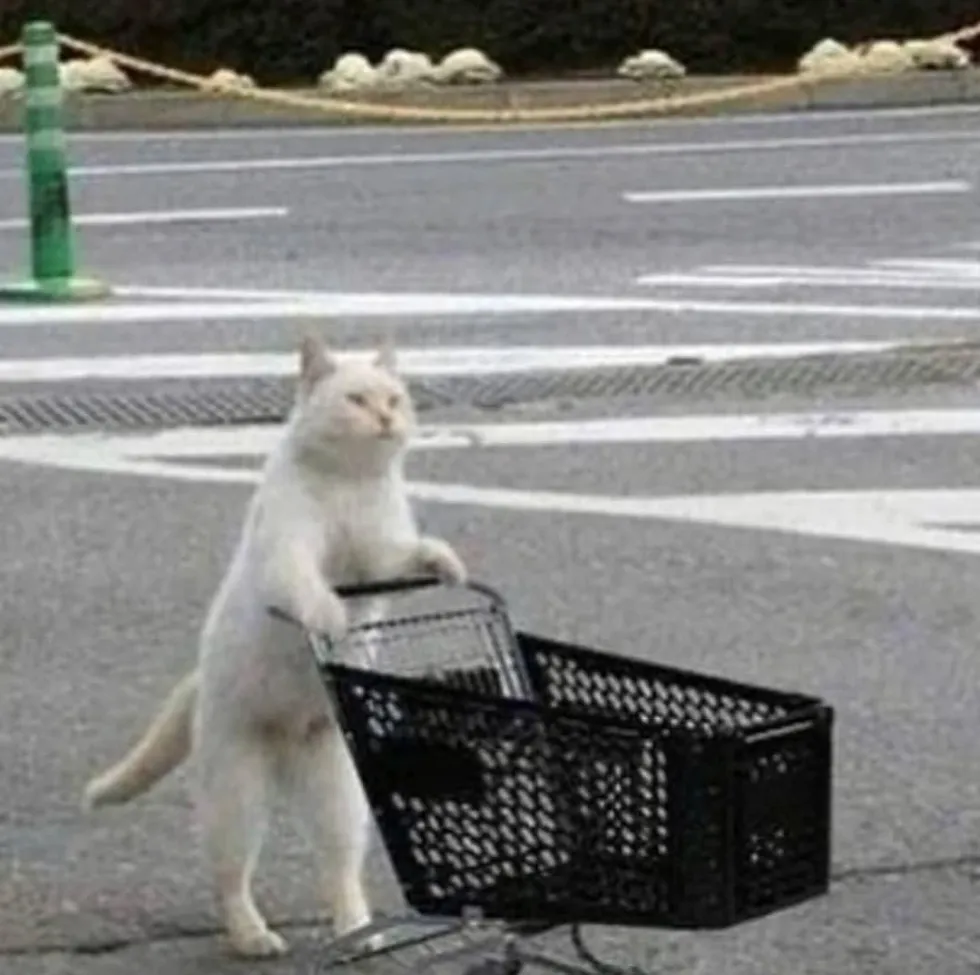 냥짤
