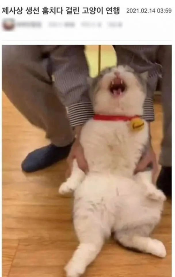 냥짤