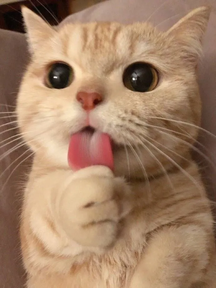 고양이 냥이 귀여운 냥펀치 냥아치 동물