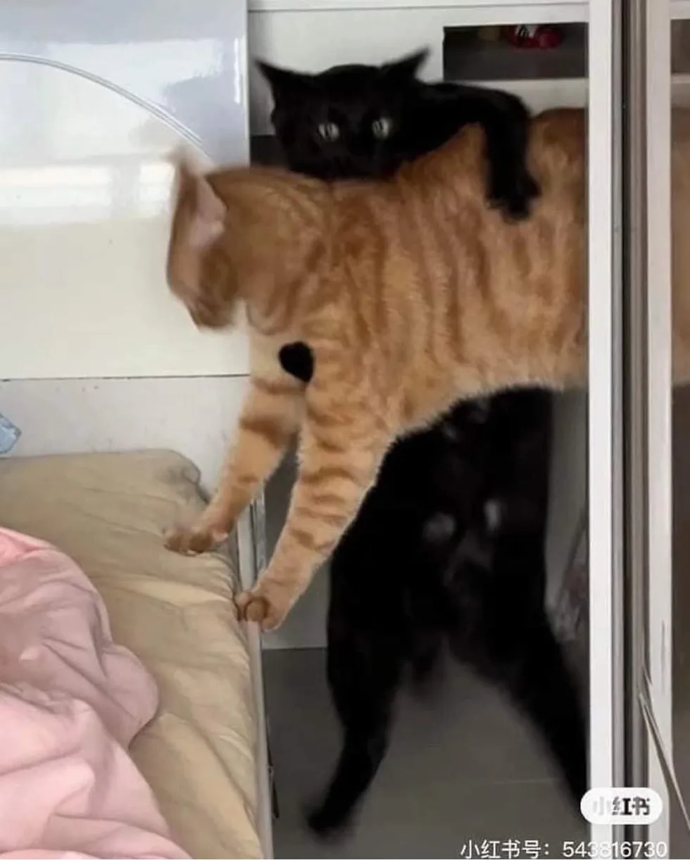 고양이 냥짤