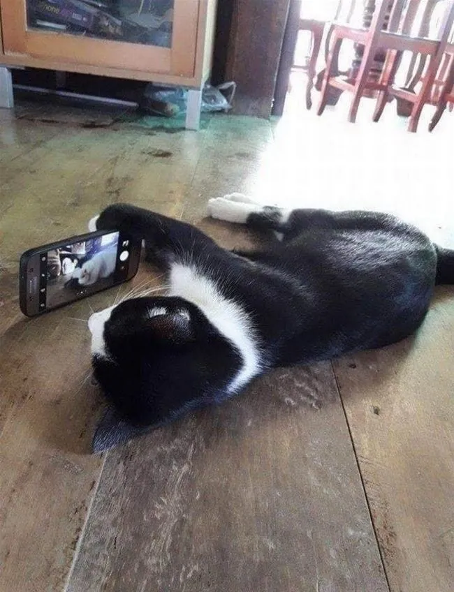 고양이 냥짤 셀카