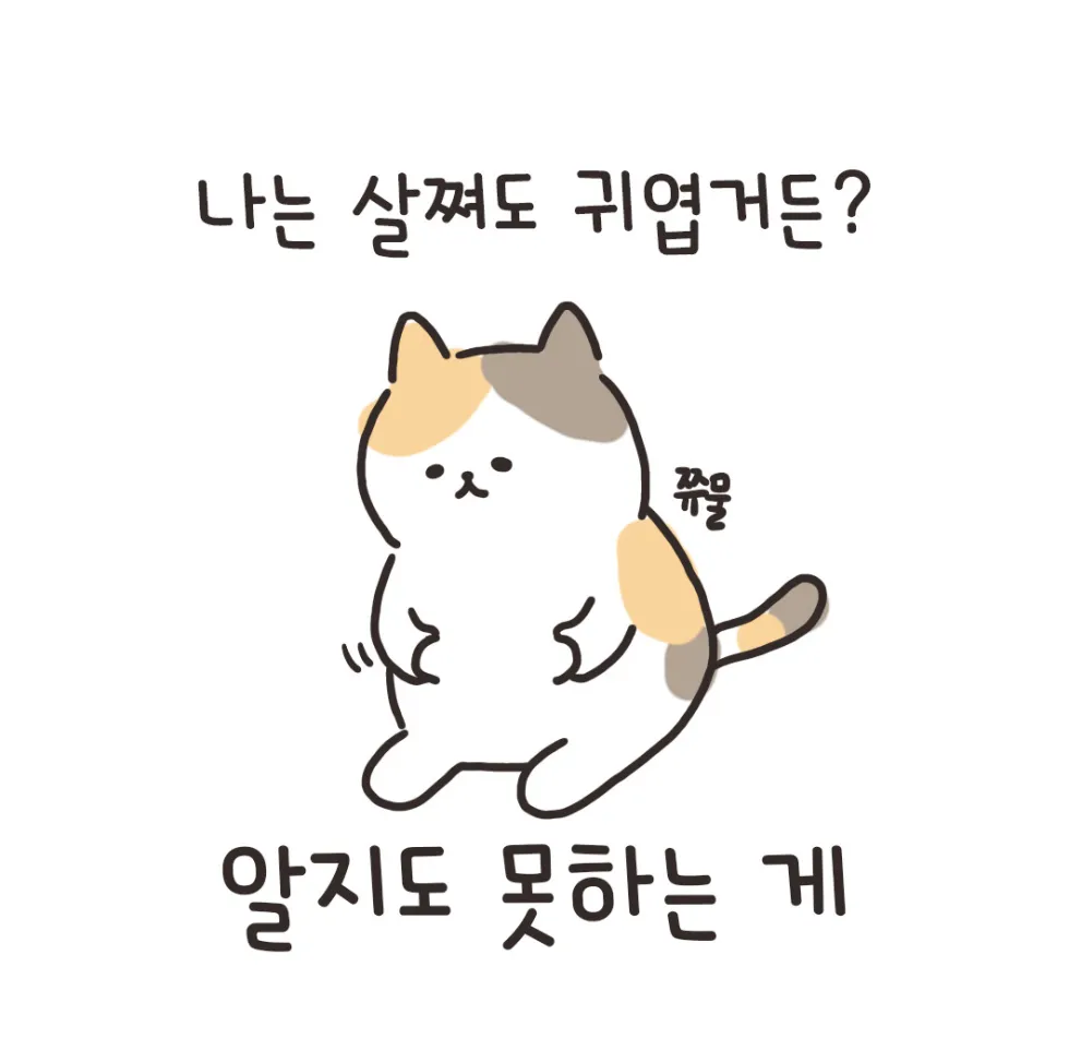 고양이 냥이 귀엽 돼지