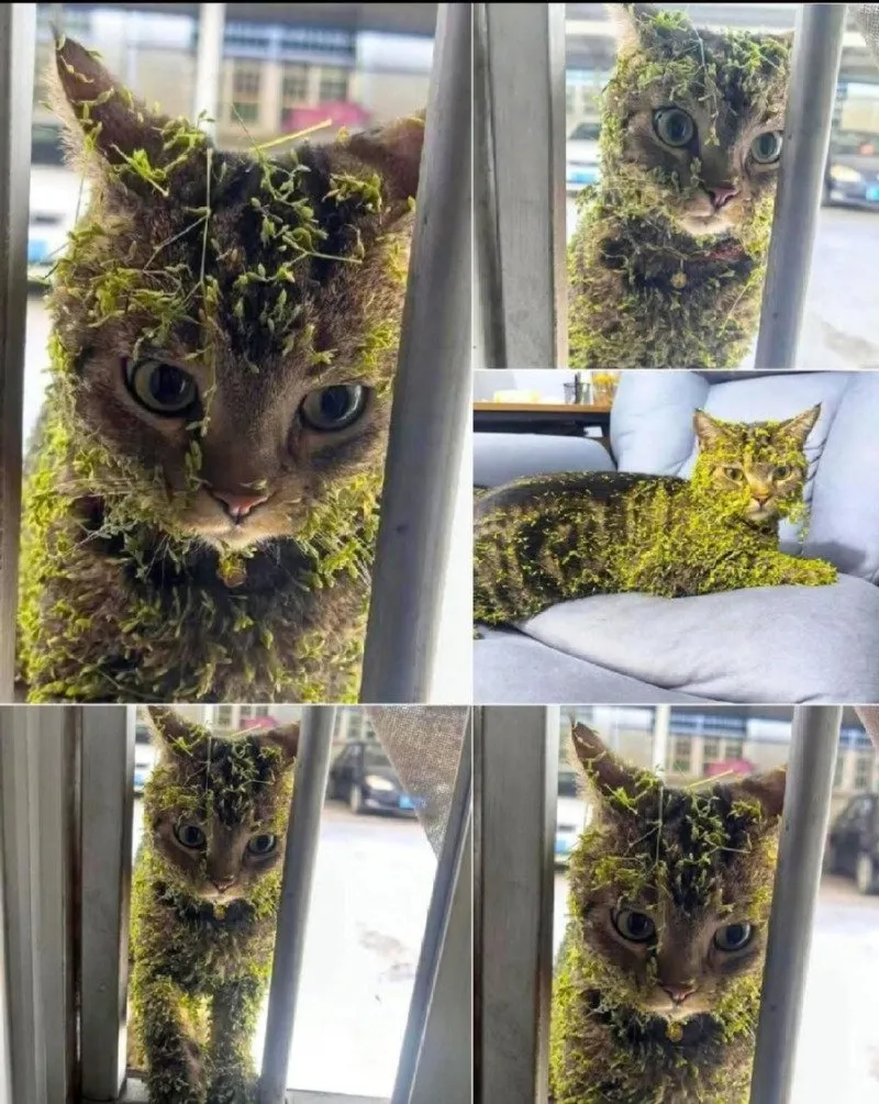 완벽하게 위장한 길리슈트 고양이