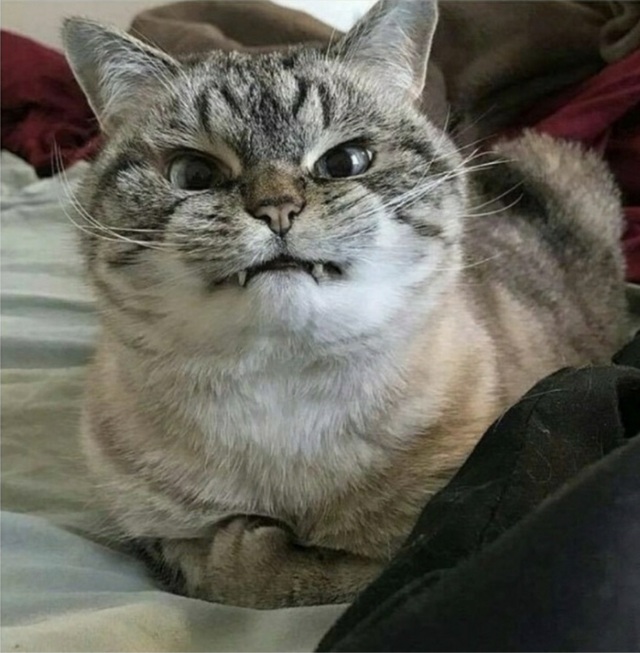 조랭이떡 냥이 고양이