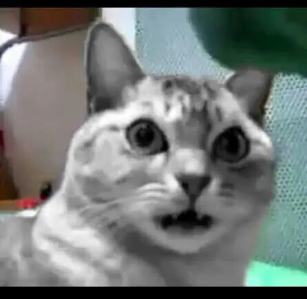 ?! 고양이 개놀람 헉