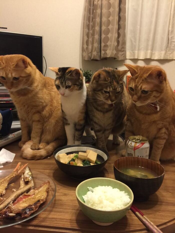 고양이 냥이 귀여운 냥펀치 냥아치 동물