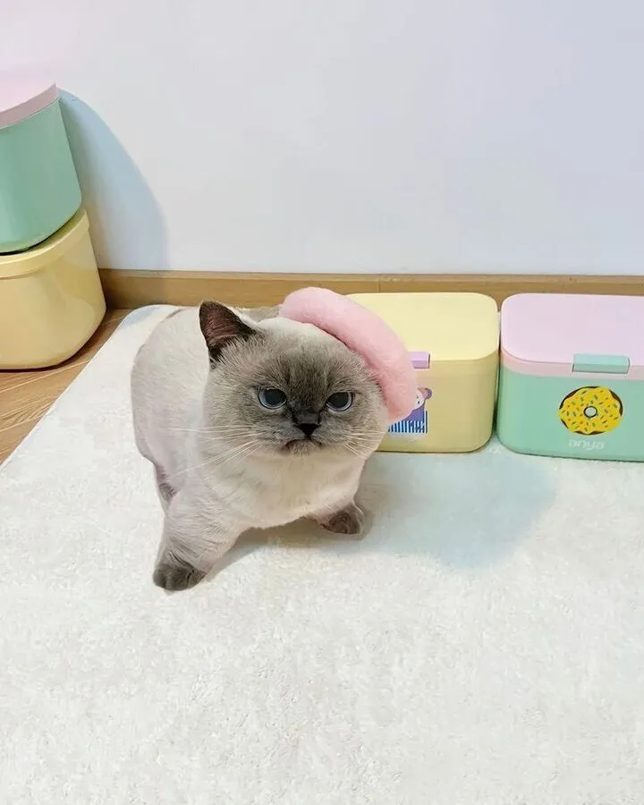 분홍 베레모 언짢은 고양이 화난 뚱한 표정 귀여운 동물