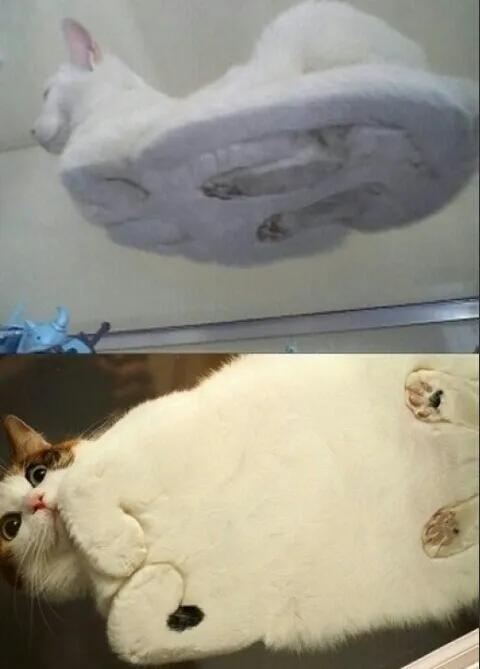 핵귀염 발바닥 고양이 냥이 귀엽