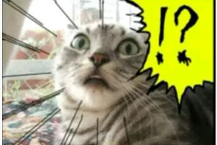 으니! 고양이 놀람 경악 충격 당황 눈커짐 집중선 말풍선