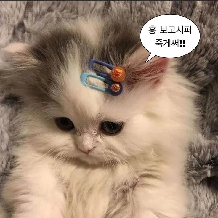 고양이 짤에 있는 은율 김님의 짤방 웃긴짤 유머