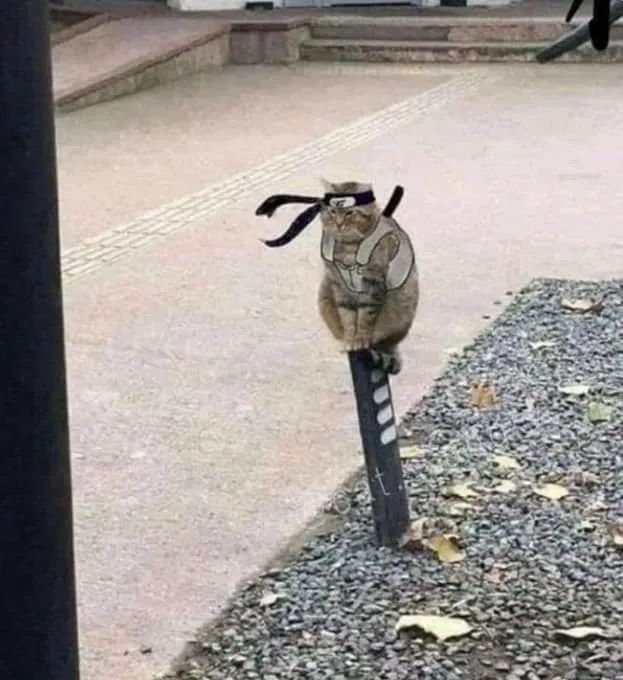 냥짤 고양이