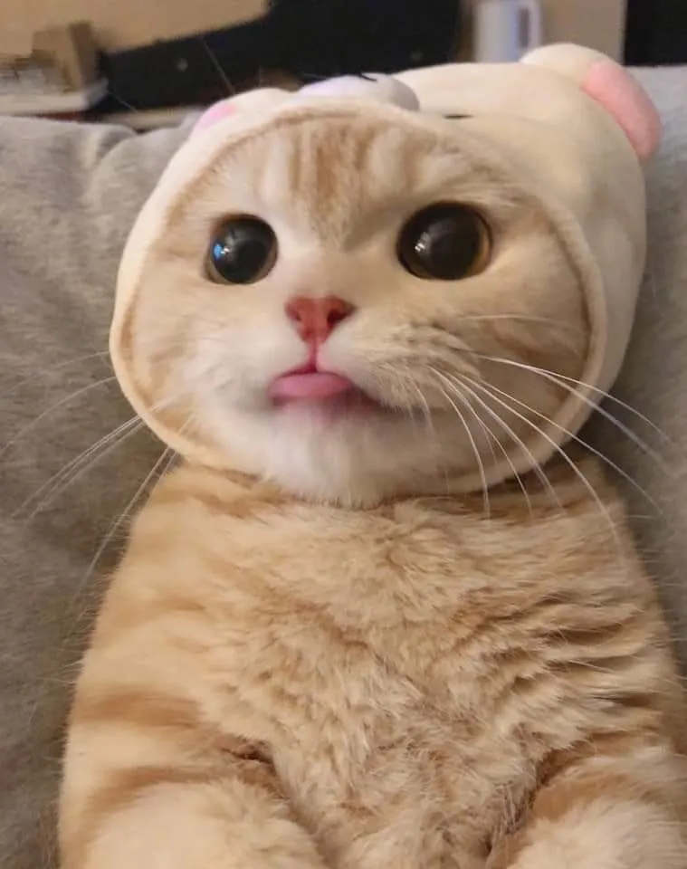 고양이 냥이 귀여운 냥펀치 냥아치 동물
