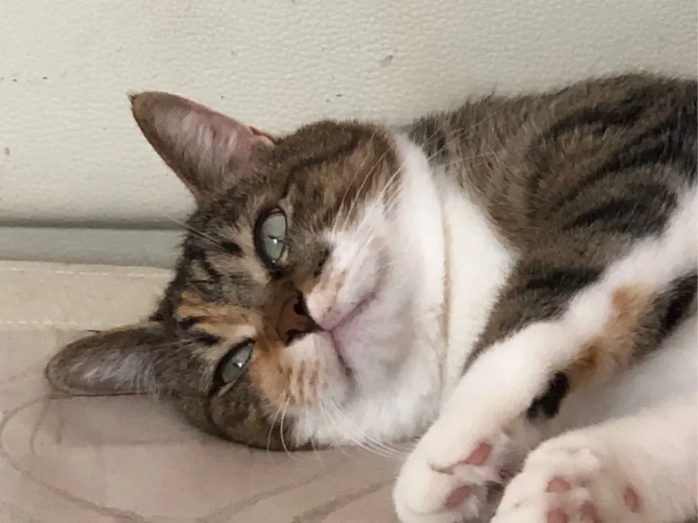 궁금이 고양이 궁금 의심 뭐지 꼽주는 표정 실눈 웃긴