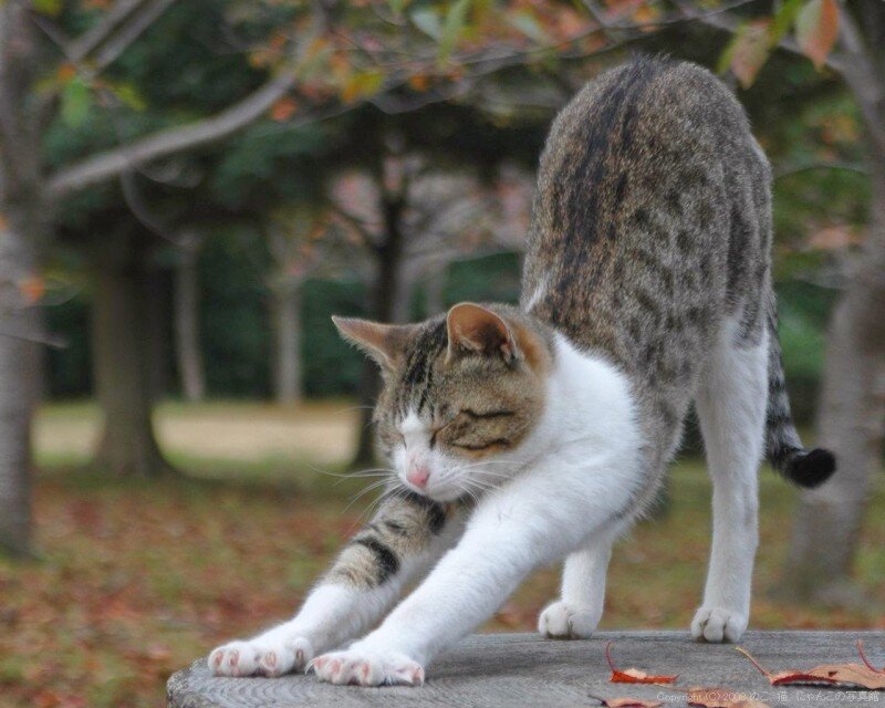 고양이 냥이 귀여운 냥펀치 냥아치 동물