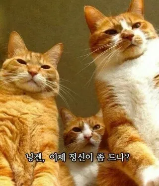 닝겐 정신이드나 고양이 냥이