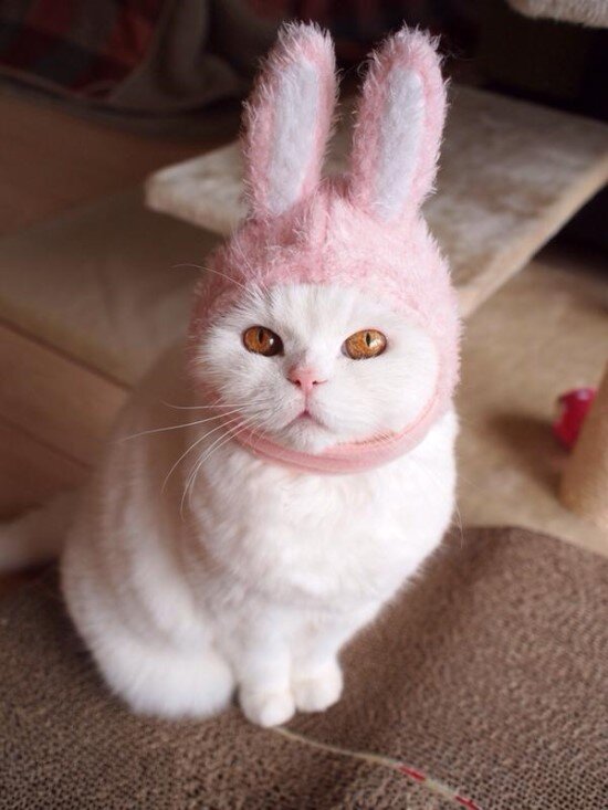 고양이 냥이 귀여운 냥펀치 냥아치 동물