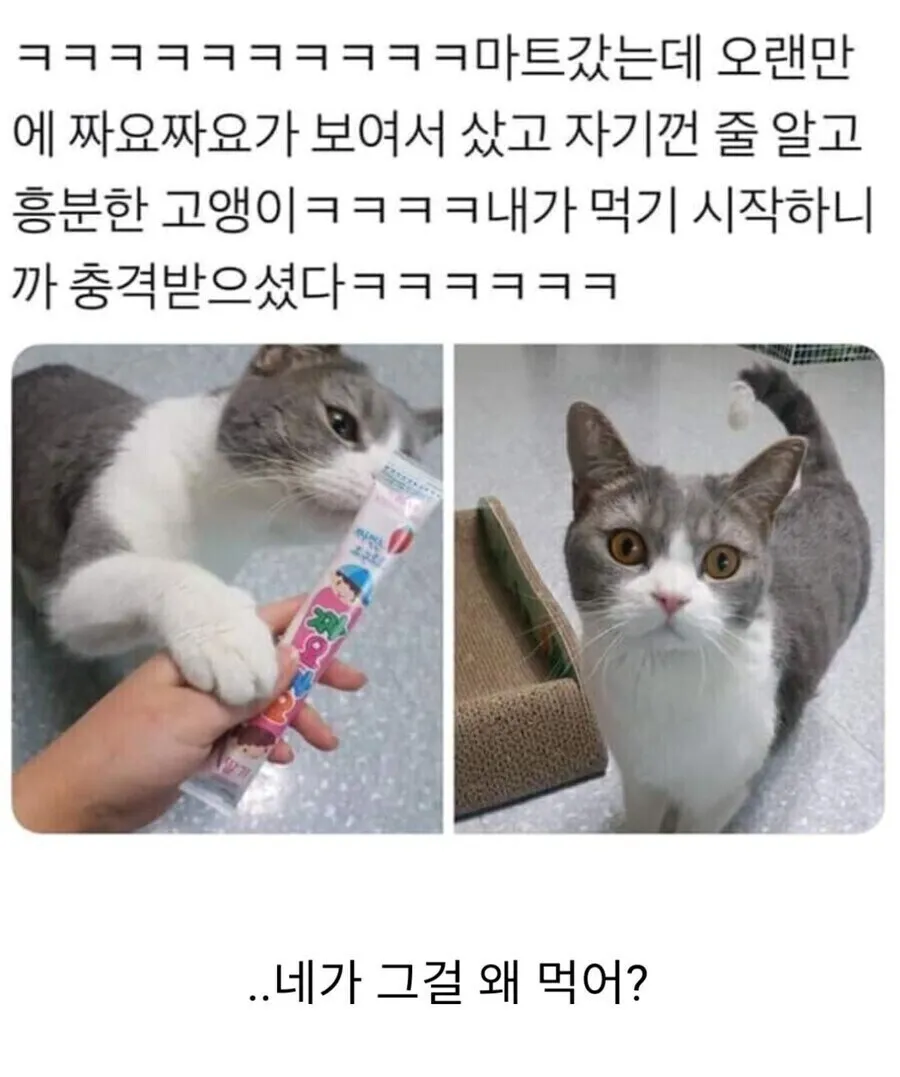 짜요짜요 츄르 고양이 냥짤 충격 네가 그걸 왜?