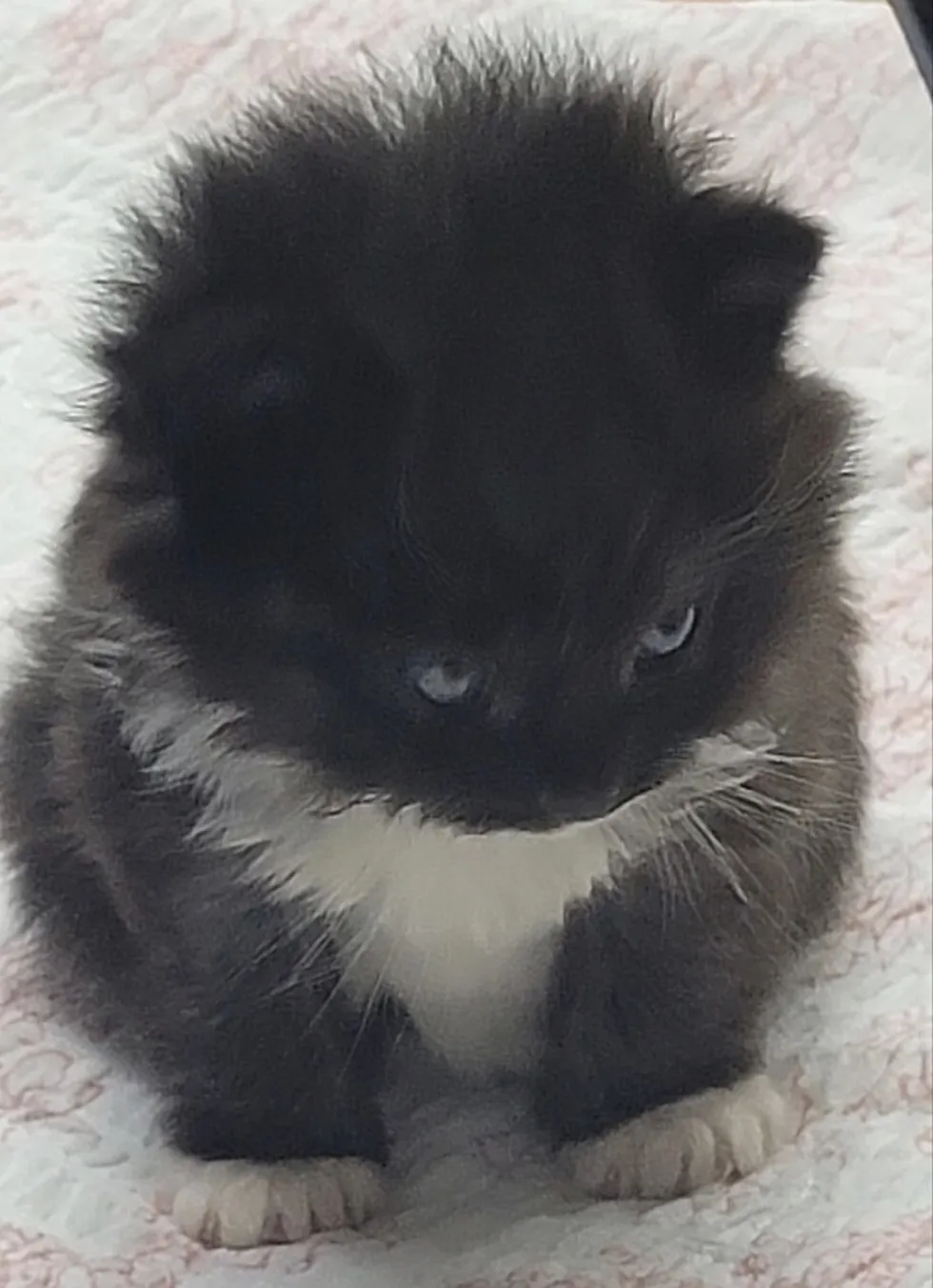 눈빛 냥짤 고양이
