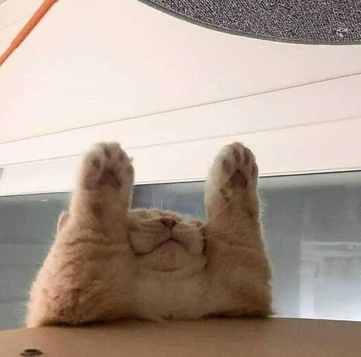 고양이 냥이 귀여운 냥펀치 냥아치 동물