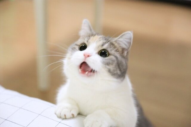 고양이 아껴써야 된다고 이 X끼야