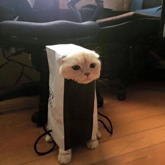 고양이 냥이 귀여운 냥펀치 냥아치 동물