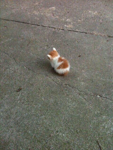 고양이 냥이 귀여운 냥펀치 냥아치 동물
