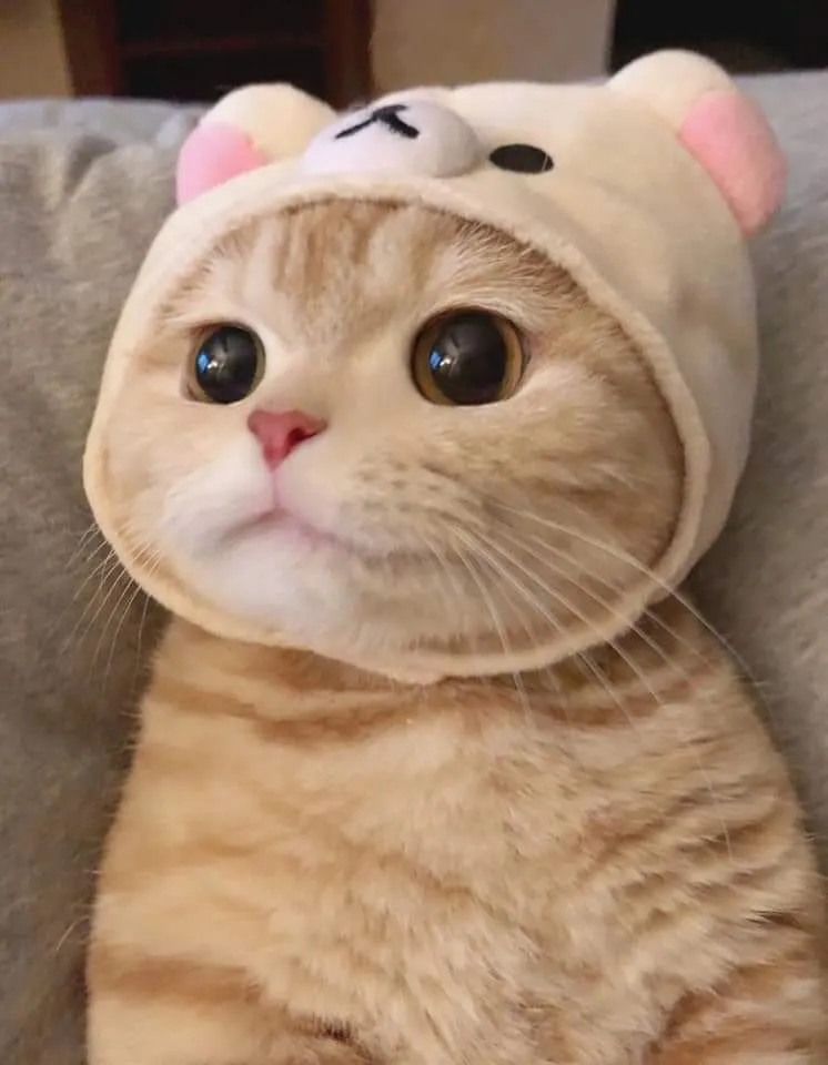 고양이 냥이 귀여운 냥펀치 냥아치 동물