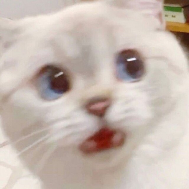 놀람 고양이