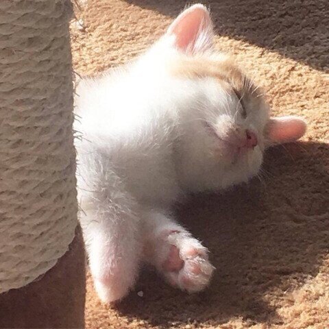 고양이 냥이 귀여운 냥펀치 냥아치 동물