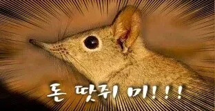 돈 땃쥐 미!!!