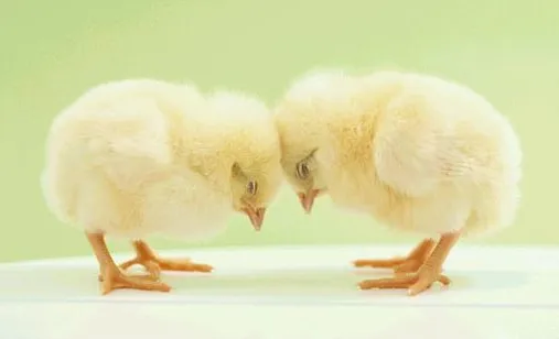 겸손 병아리 인사 사과 죄송 반성 예의 귀여운 동물 힐링