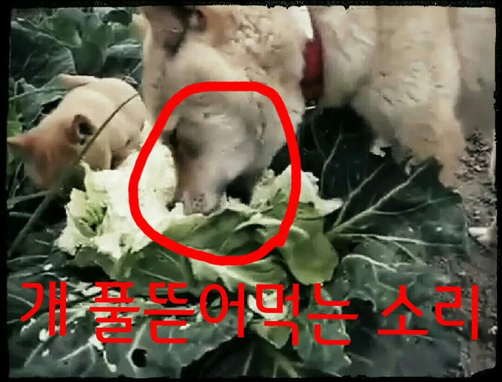 개풀뜯어먹는소리 황당 당황