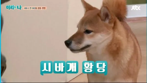 시바개 황당