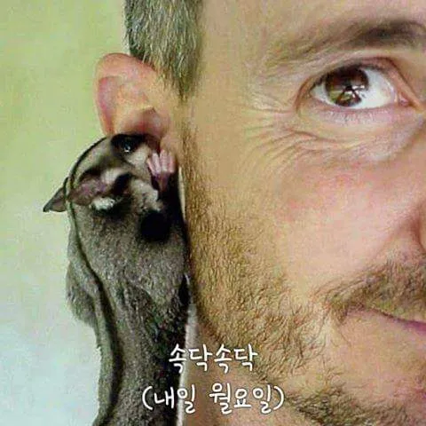 낼은월요일 슈가글라이더 속닥속닥 속삭임 내일 월요일