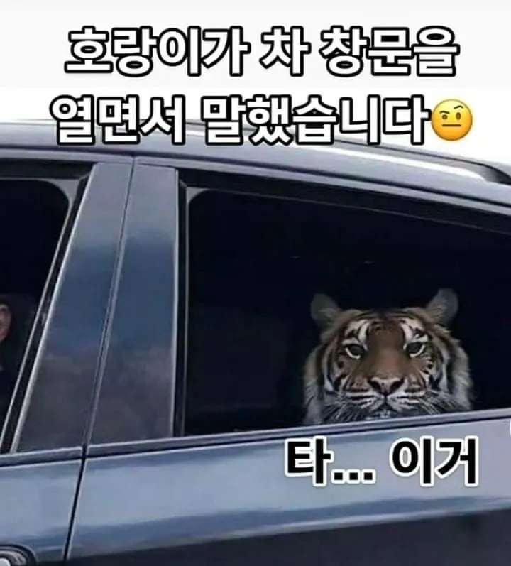 타이거 호랑이 차 창문