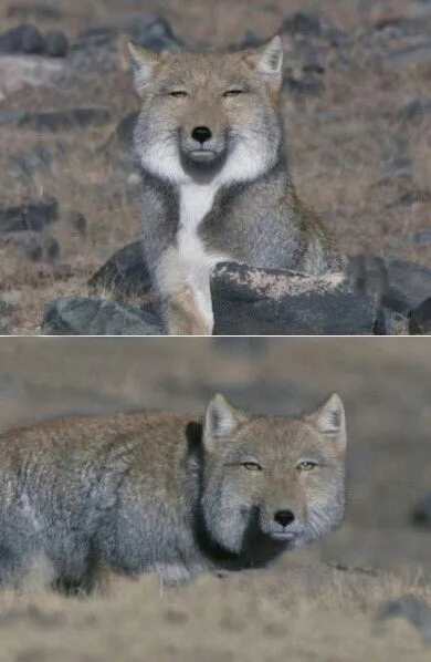 여우